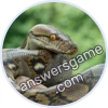Trivia Spin Level 860 Reticulated python