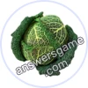 Trivia Spin Level 887 Savoy cabbage