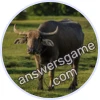Trivia Spin Level 913 Asian Buffalo