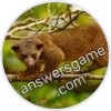 Trivia Spin Level 913 Kinkajou