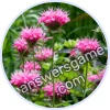 Trivia Spin Level 918 Beebalm