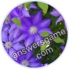 Trivia Spin Level 918 Clematis