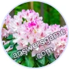 Trivia Spin Level 918 Rhododendron