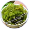 Trivia Spin Level 988 Sea Grapes
