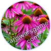 Trivia Spin Level 18 Coneflower
