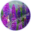 Trivia Spin Level 18 Lupine