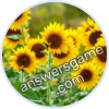 Trivia Spin Level 18 Sunflower