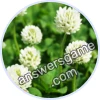 Trivia Spin Level 18 White Clover