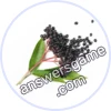Trivia Spin Level 21 Elderberry