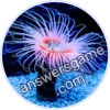 Trivia Spin Level 1 Sea anemone