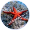 Trivia Spin Level 1 Starfish