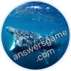 Trivia Spin Level 12 Basking shark