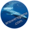 Trivia Spin Level 18 Blue whale