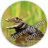 Trivia Spin Level 24 Dwarf crocodile