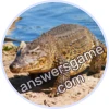 Trivia Spin Level 24 Cuban crocodile