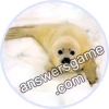Trivia Spin Level 6 Harp seal