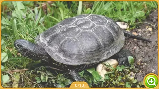 Word Heaps Pic Level 200