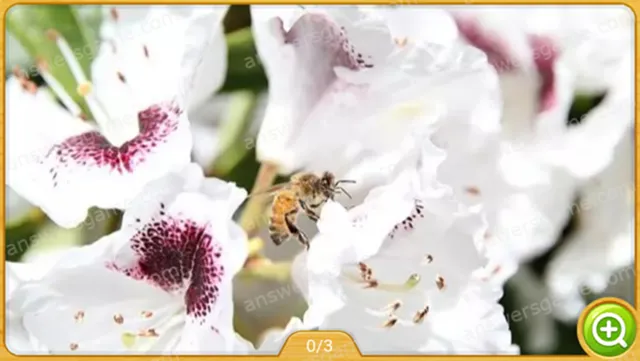 Word Heaps Pic Poziom 3