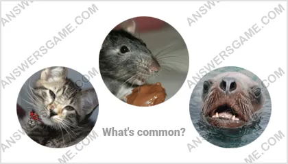 Answers to the Word Imposter Level 17 Puzzle 19