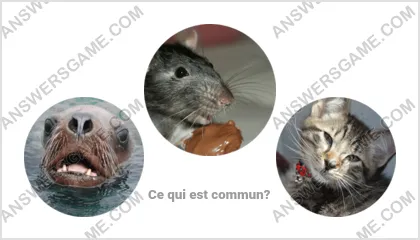 Réponse au jeu « Mot Imposteur » niveau 17 puzzle 19