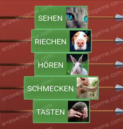 Lösungen für Word Logic Schloss 1 Menschlichen Sinne