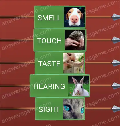 Answers to the game Word Logic Castle 1 Basic senses