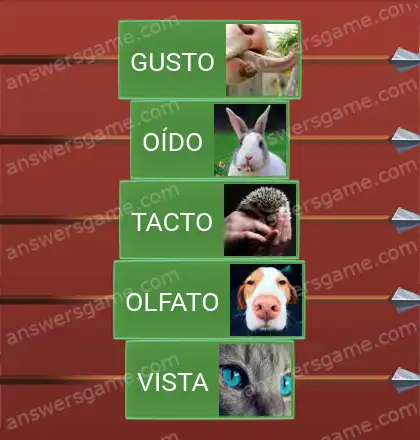 Respuestas al juego Word Logic Castillo 1 Sentidos básicos