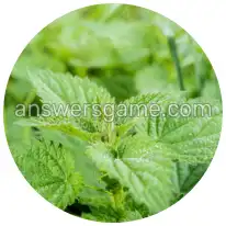 Word Rings Level 31 Puzzle 5