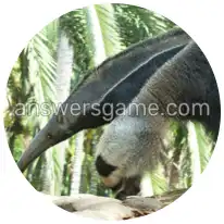 Word Rings Level 13 Puzzle 3