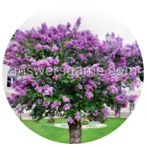 Word Rings Level 18 Puzzle 4