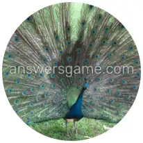 Word Rings Level 23 Puzzle 2