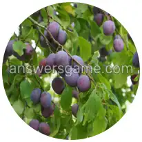 Word Rings Level 10 Puzzle 6