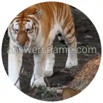 Word Rings Level 28 Puzzle 3