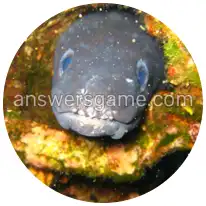 Word Rings Level 27 Puzzle 7