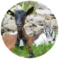 Word Rings Level 11 Puzzle 7