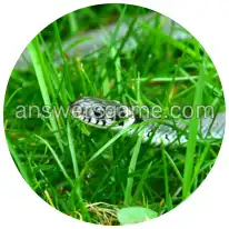 Wortringe Ebene 1 Rätsel 8