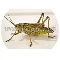 Wortringe Ebene 4 Rätsel 4