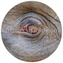 Word Rings Level 22 Puzzle 6