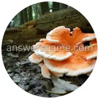 Word Rings Level 21 Puzzle 4