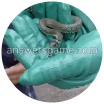 Word Rings Level 10 Puzzle 9