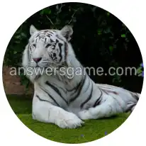 Word Rings Level 13 Puzzle 2