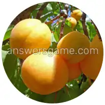 Word Rings Level 29 Puzzle 8