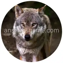 Wortringe Ebene 3 Rätsel 5