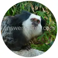 Word Rings Level 12 Puzzle 10