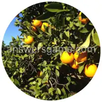 Word Rings Level 23 Puzzle 3