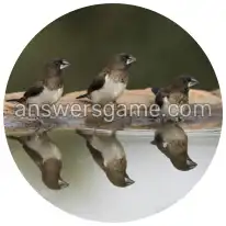 Word Rings Level 30 Puzzle 8