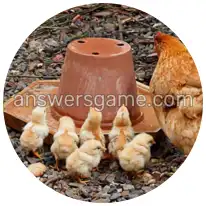 Wortringe Ebene 20 Rätsel 5