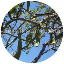 Word Rings Level 15 Puzzle 3