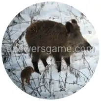 Word Rings Level 28 Puzzle 1