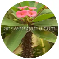 Word Rings Level 28 Puzzle 2